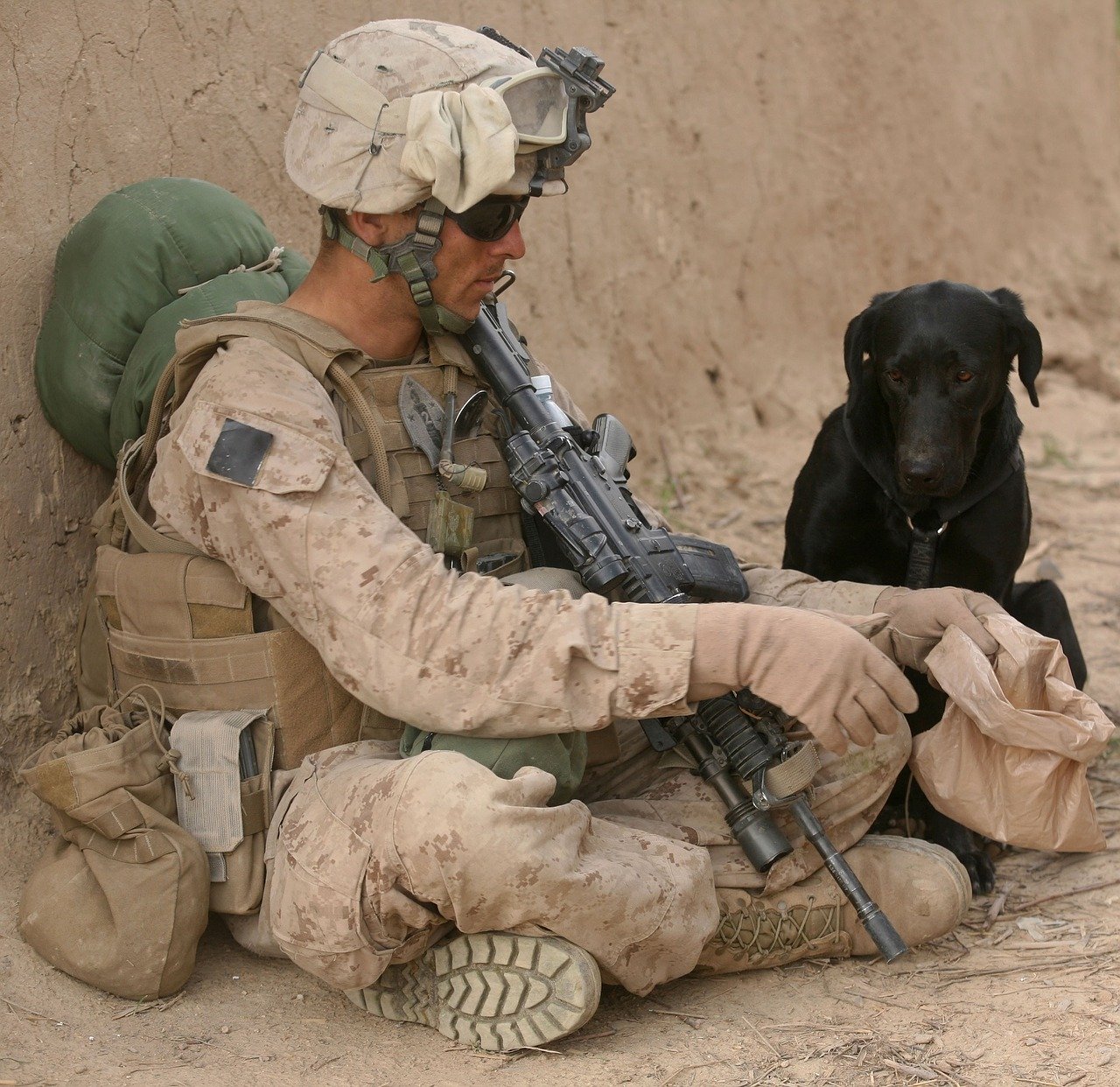 soldier, dog, companion